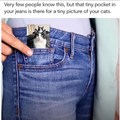 Bolsita de pantalones para foto de gato