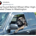 Dog Found Behind Wheel After High-Speed Chase In Washington State