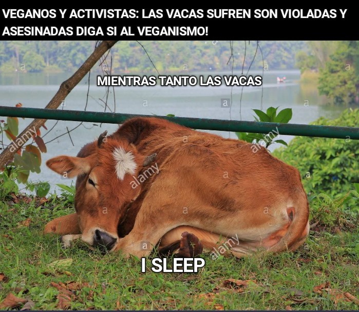 Las vacas tienen la vida resuelta - meme