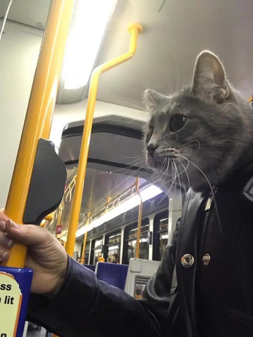Just Catdad going to Catwork to support his Catfamily... - meme