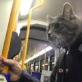 Just Catdad going to Catwork to support his Catfamily...