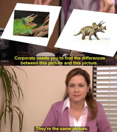 Jackson's chameleon: tiny triceratops with the attitude of a cat, hissing, scratching, and biting included - meme