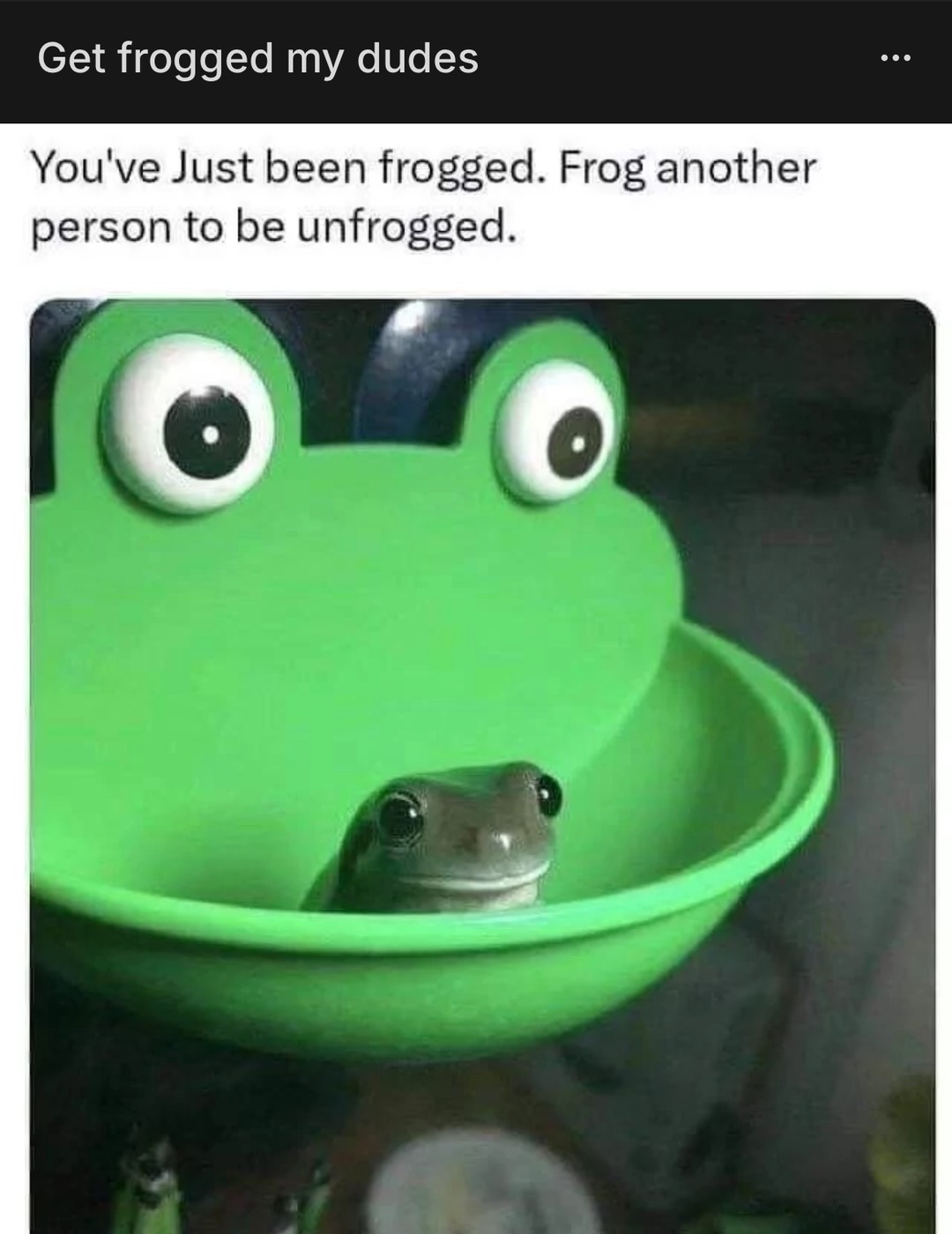 I like frogggs - meme