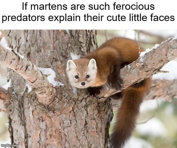 He’s a predator but he’s also a cutie - meme