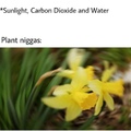classic plant