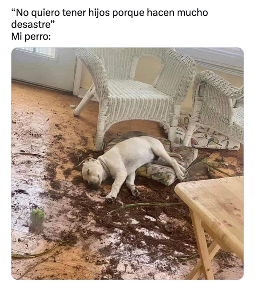 no quiero hijos porque son un desastre, mi perro: agárrate - meme