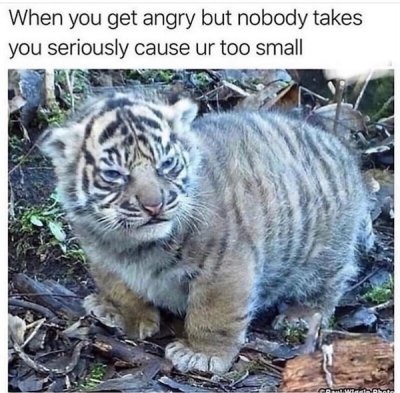 When you're angry but look like a pocket-sized menace - meme