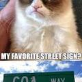 Grumpy cat loves signs