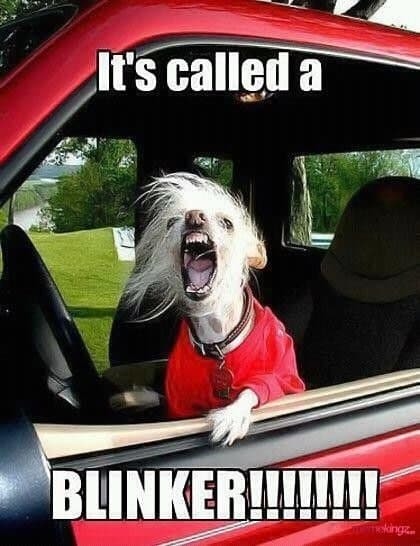 Driving dog - meme