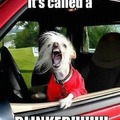 Driving dog