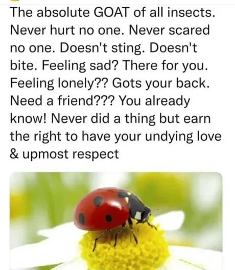 Cool ladybugs - meme