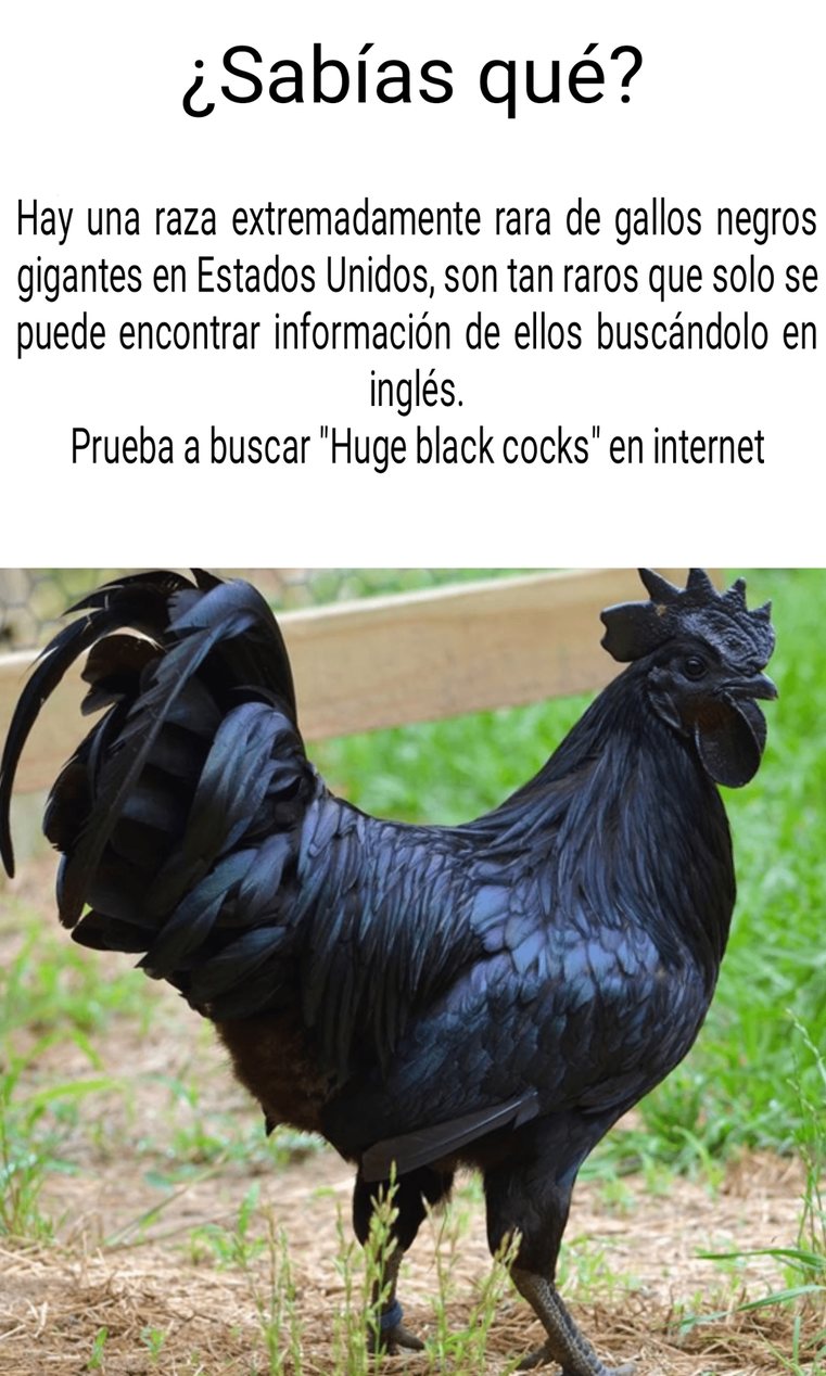 Gallo negro - meme