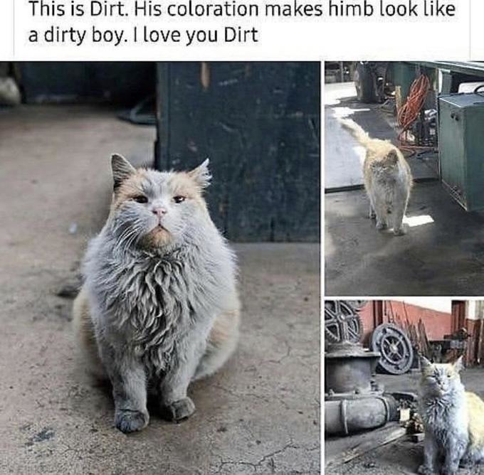 Dirt the cat - meme