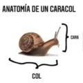 Anatomía de un caracol