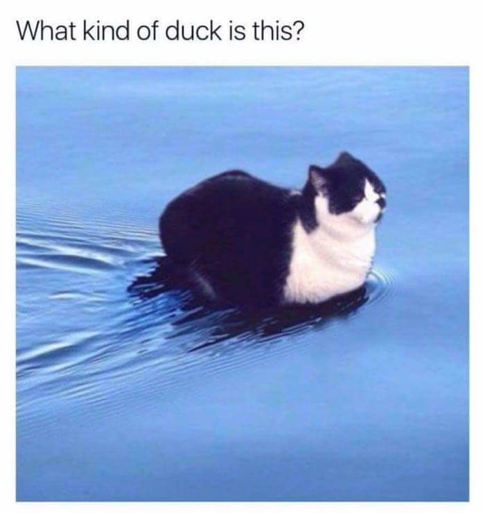 Catto - meme