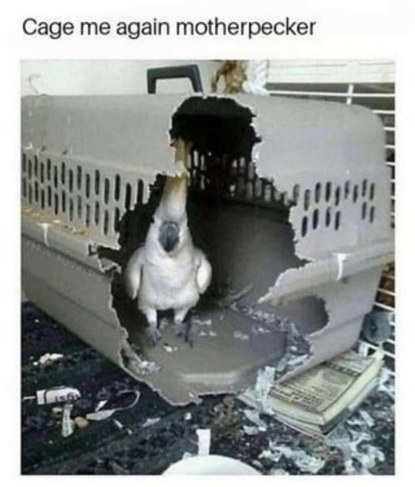 Cage me again, motherpecker. This meme hits hard