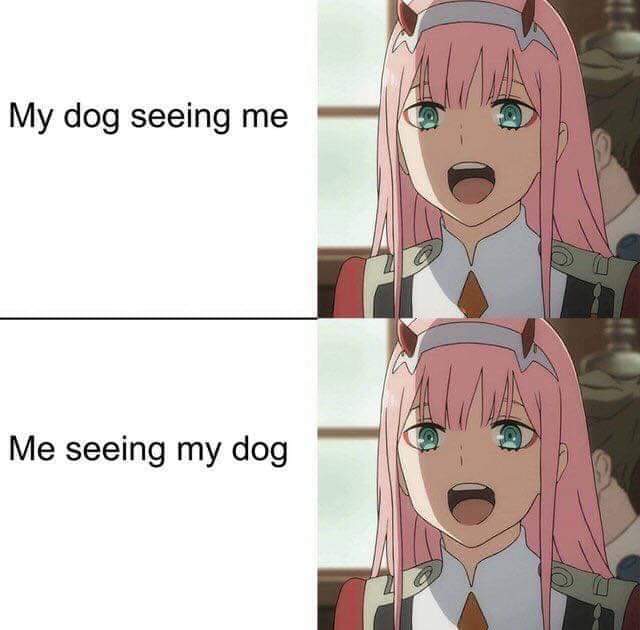 All doggos are good doggos. - meme