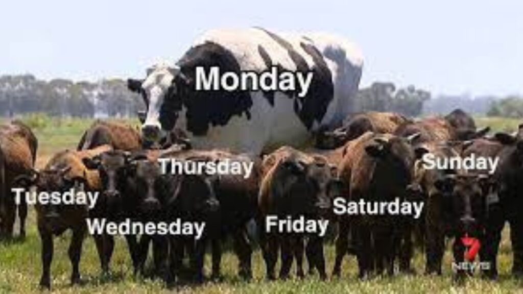 Monday vs the rest of the days - meme
