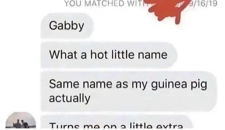 Gabby the guinea pig strikes again - meme