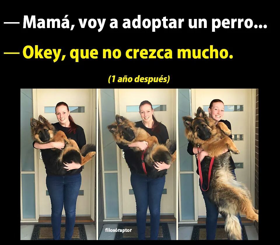 Es un perro pequeño mamá - meme