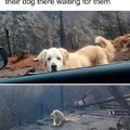 good doggo waiting