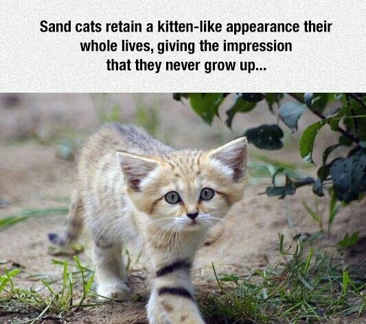 Tiny kitten - meme