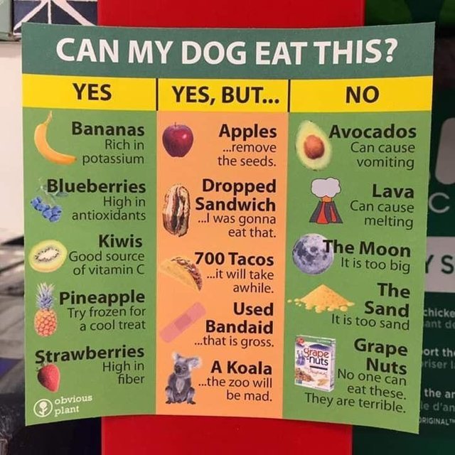 Can my dog eat this? - meme