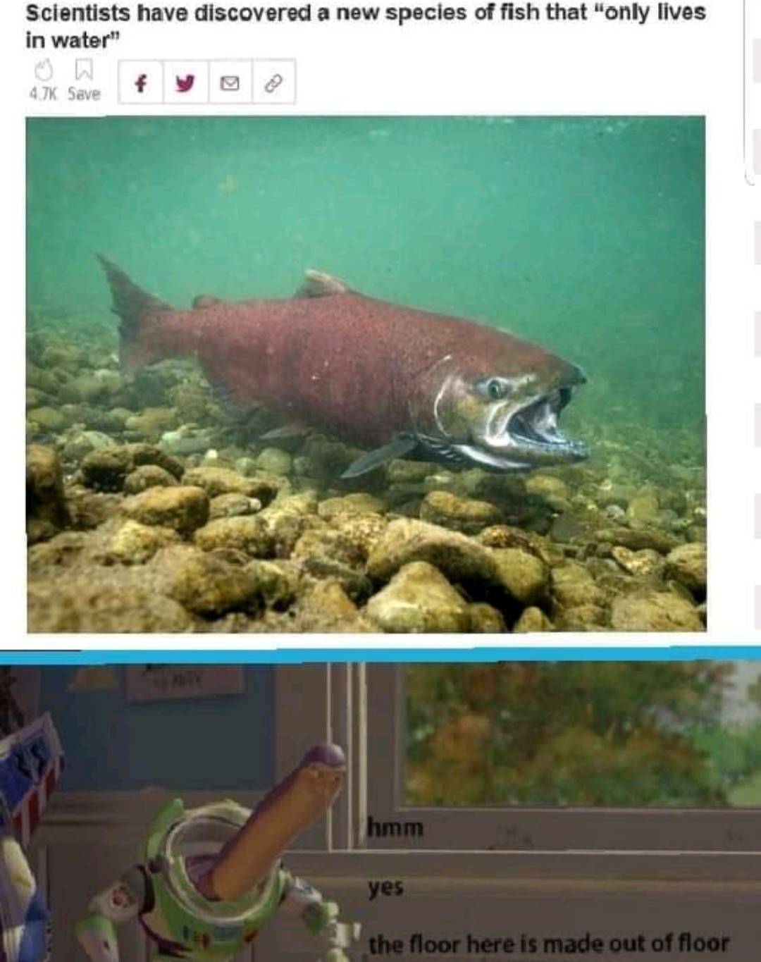 Water fish - meme
