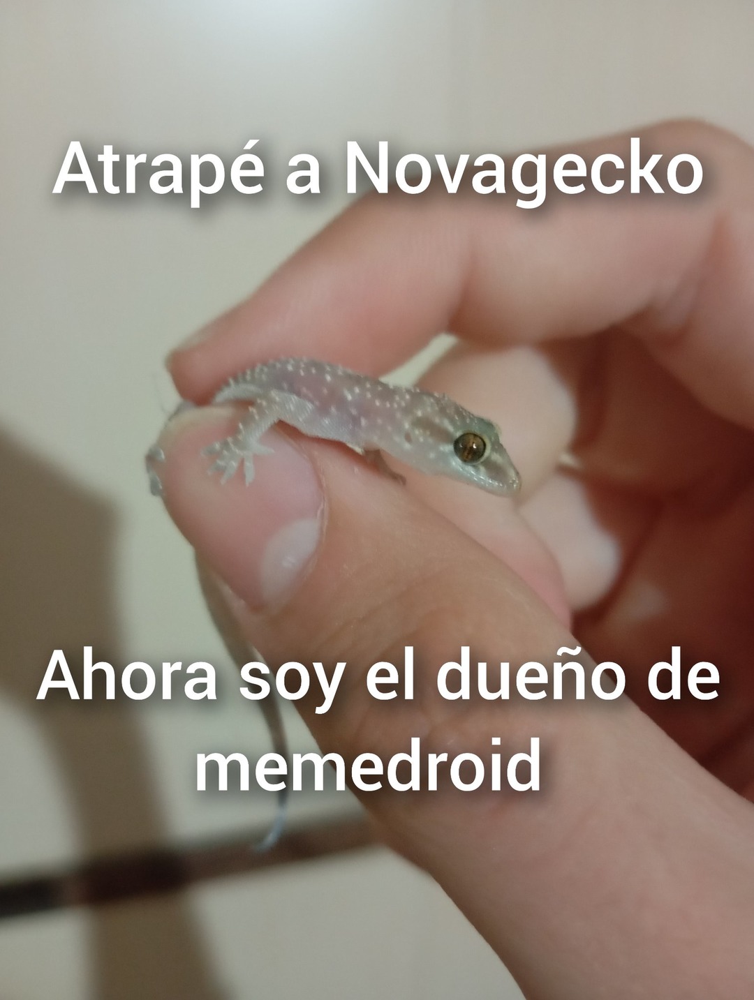 Es una salamanquesa pequeñita que encontré en mi casa y la atrapé para echarla, está muy bonita - meme