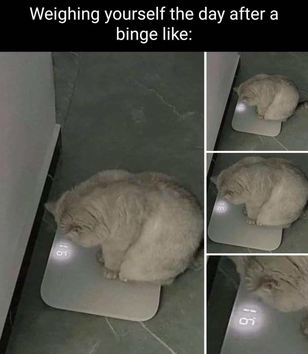 Cat weight - meme