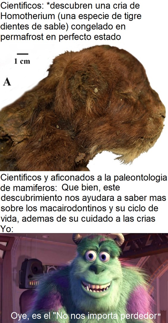 El descubrimiento se dio a conocer el dia de hoy (si no se atasca en moderacion, pero por si tarda digamos el 15 de noviembre). Se descubrio en Siberia y es el primer tigre dientes de sable conservado en permafrost, osea congelado. - meme