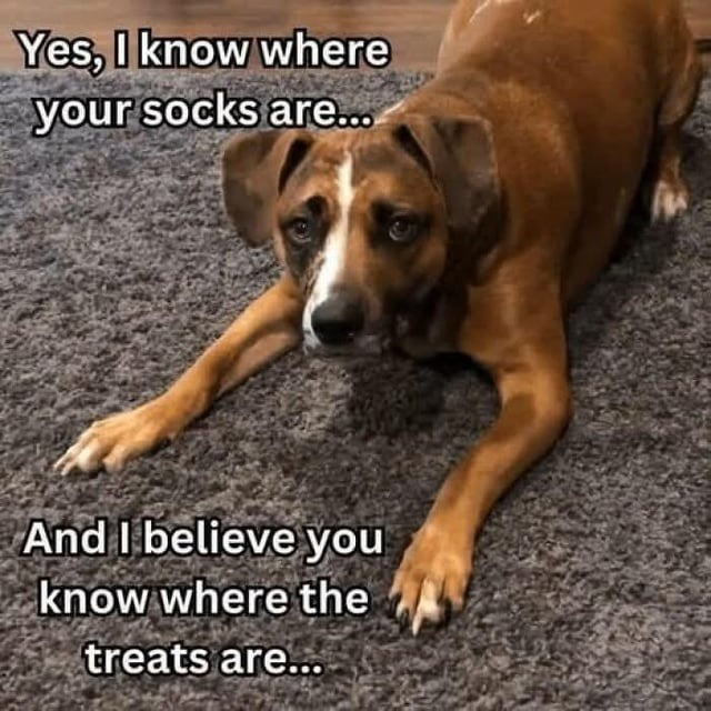 dog knows where the socks are, but wants snacks first - meme