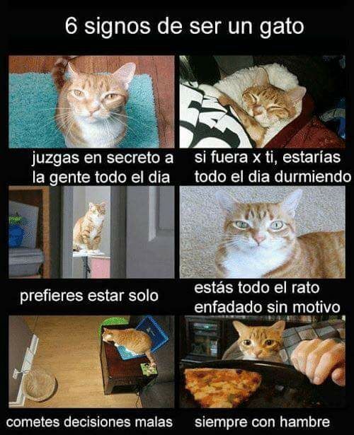 Cat Judge.. - meme