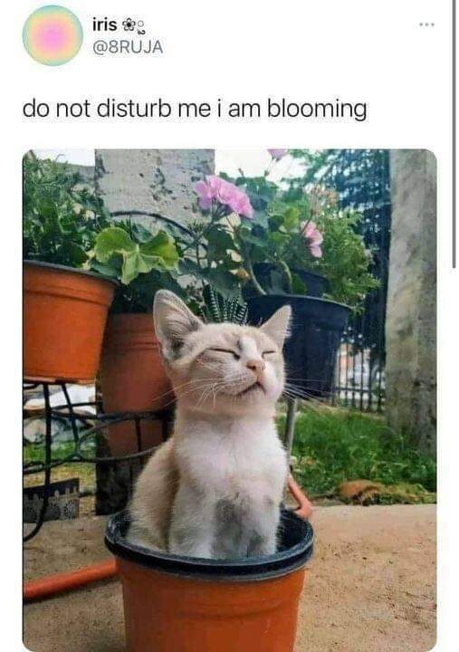 Cat is plant - meme