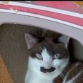 commented item thumbnail