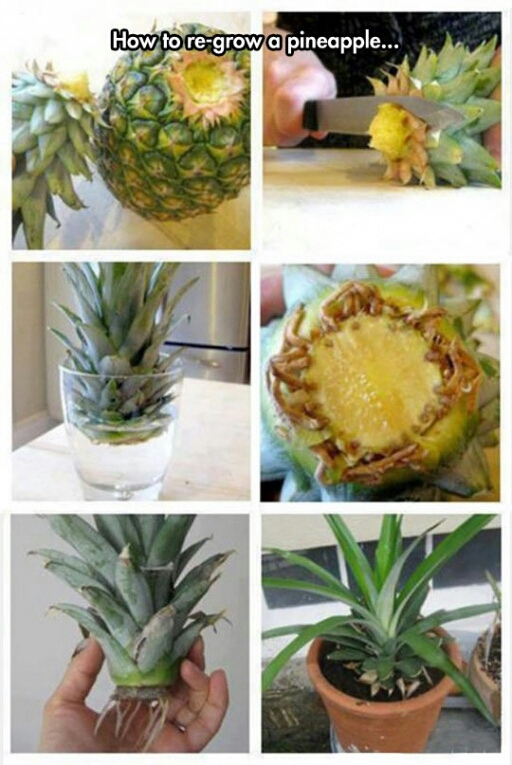 regrow pineapple tree - meme