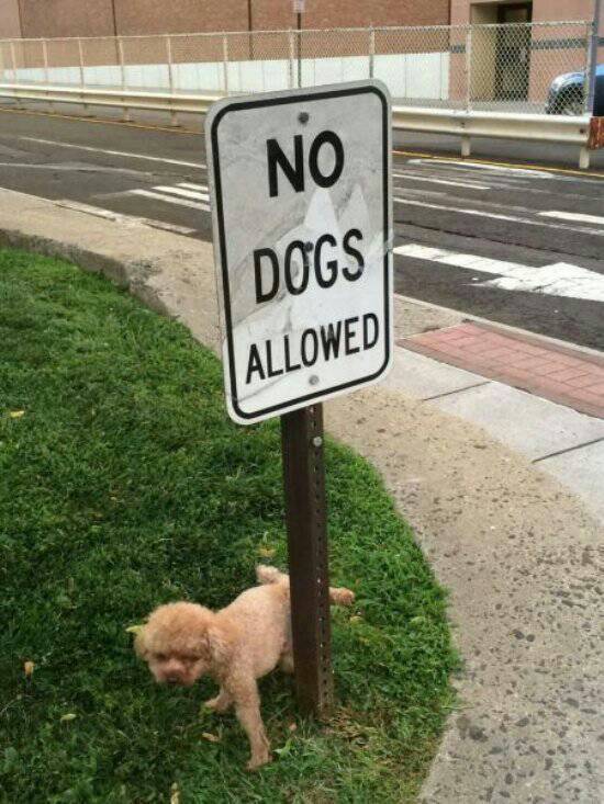Dog Dont Care - meme
