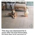 Ducks cure depression...