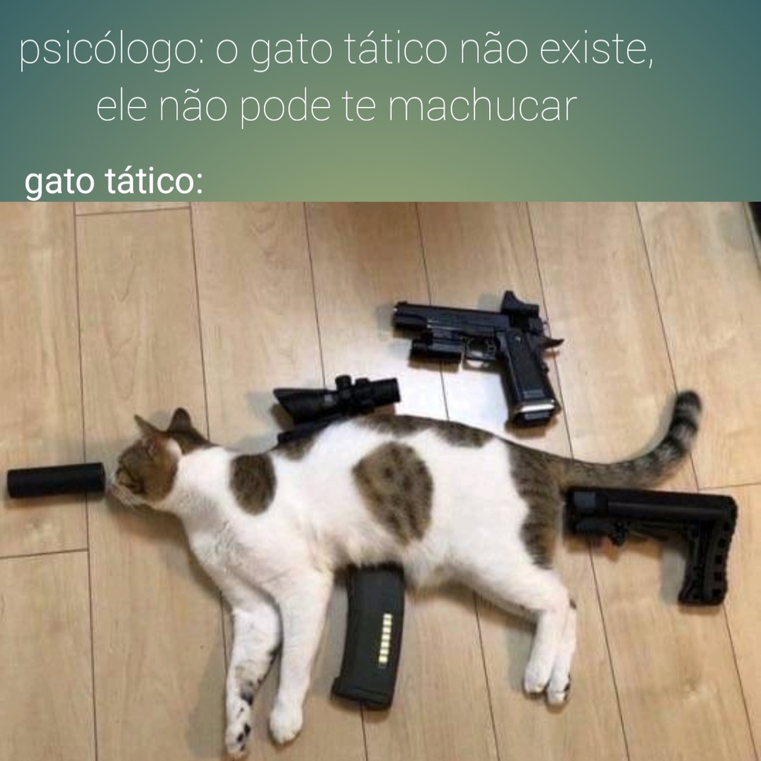 Gato tático  ಠ_ಠ - meme