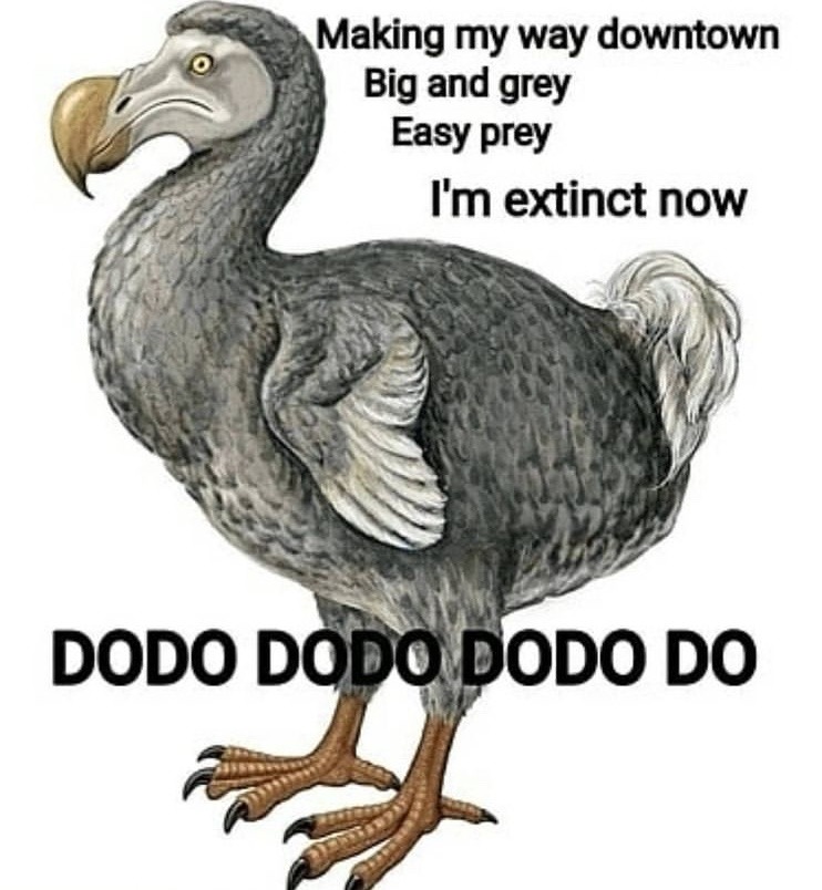 dodo - meme