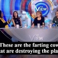 cow farts
