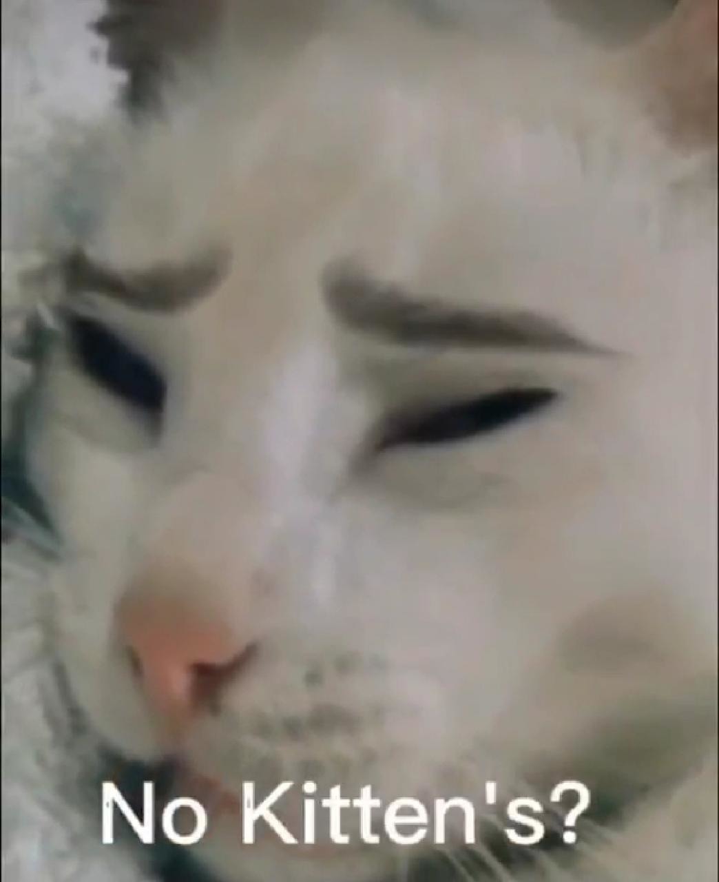 No kitten's? - meme
