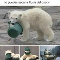 viva los osos rusos