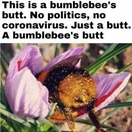 BumbleButt - meme