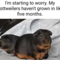 Rottweilers