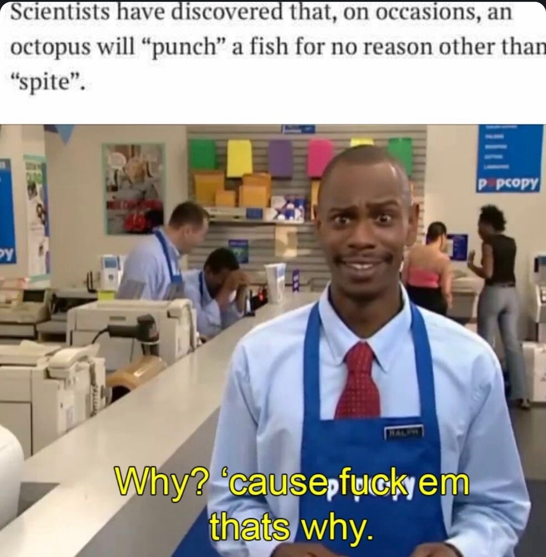 octopus punches fish just because he feels like it - meme