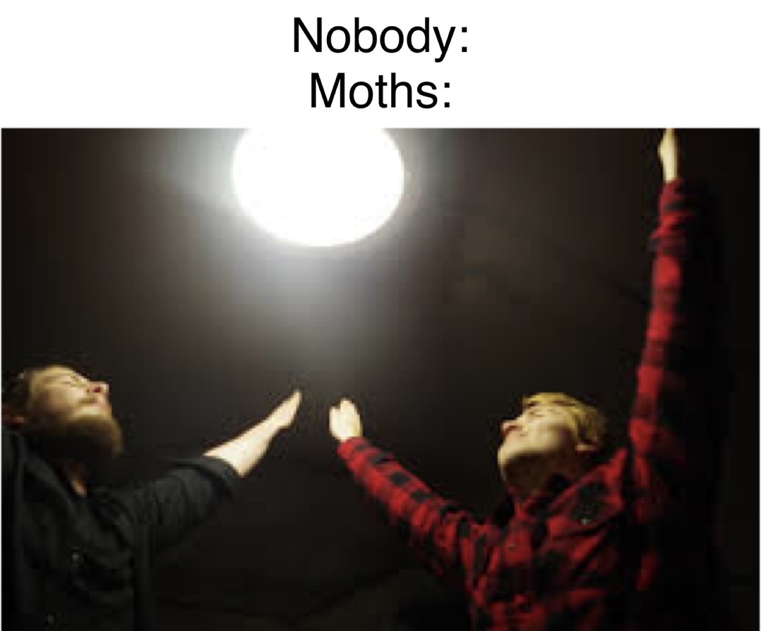 Moths REALLLLLLY love lamp. - meme