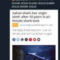 dongs in a shark