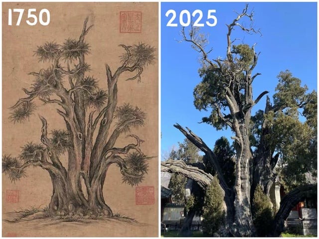 Same tree after 275 years - meme