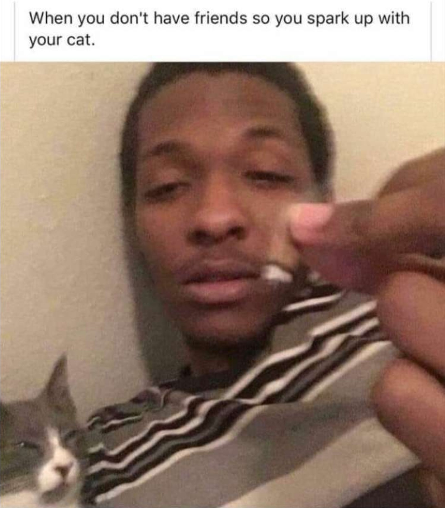 Can this cat be its own meme plz!!!